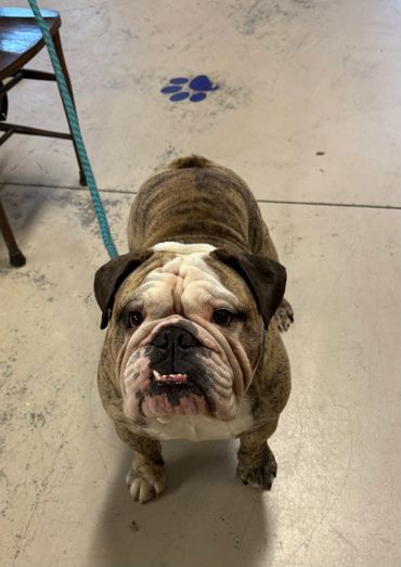 A brindle bulldog on a leash looking up with a curious expression.