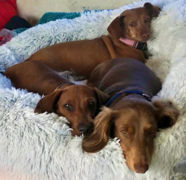 Three brown dogs cuddled together on a fluffy blanket.