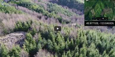 drone forestry