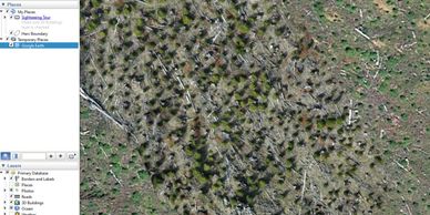 drone forestry orthophoto