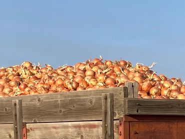 Onion harvest in Layton, Utah