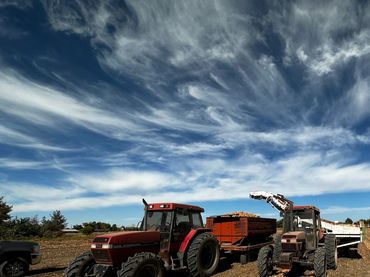 Mike Kolendrianos is harvesting onions on his family farm in Layton, Utah.