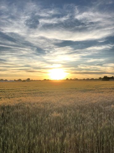 Wheat field at sunset in Layton, Utah.