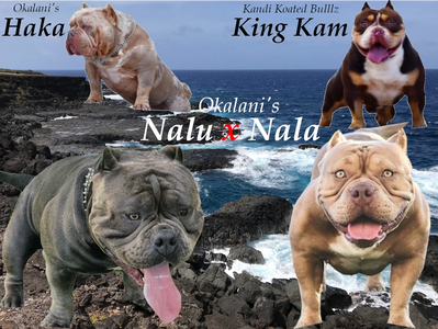 Nala and Nalu's litter has been confirmed. We will be expecting their puppies to arrive the second w