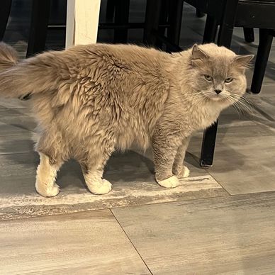 Fluffy gray cat with white paws standing on tiled floor.