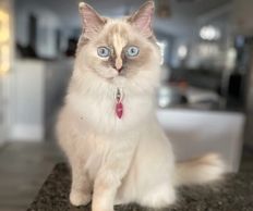 Ragdoll