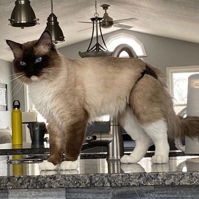Ragdoll