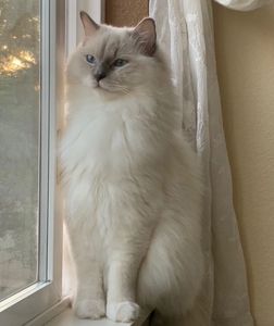 Ragdoll