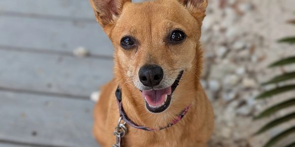 Paddy's Paws Rescue Eloise