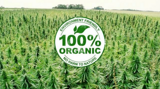 NCBD - 100% Organic Hemp Oil