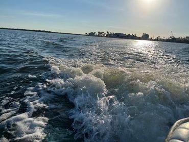 Sanibel Island Dolphins