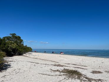 Punta Gorda Boat Dolphin