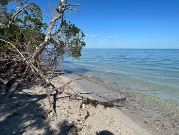 Cape Coral Dolphin tour