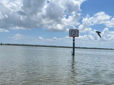 Matlacha Dolphins