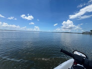 Pine Island Dolphins