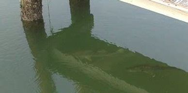 Jetski in SW Florida