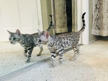 Baby Bengal Cats for sale by Exotic Bengals of San Diego.