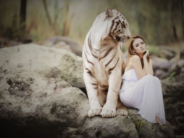 Beautiful purebred brown Bengal kittens for sale in Southern California ,Exotic Bengals of San Diego