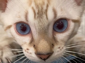 cute purebred snow lynx Bengal kittens for sale in Southern California - Exotic Bengals of San Diego