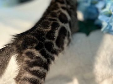 Bengal cats for sale in California. Silver, snow or brown Bengal kittens for sale in San Diego