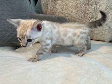 Bengal cats for sale in California. Silver, snow or brown Bengal kittens for sale in San Diego