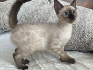 Beautiful snow lynx Bengal kittens at Exotic Bengals of San Diego California available for purchase