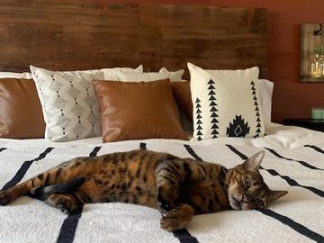 purebred brown Bengal kittens for sale in Southern California - Exotic Bengals of San Diego