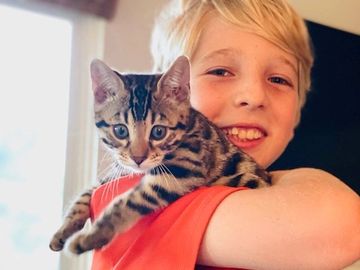 This Bengal kitty is so loved, and all of us at Exotic Bengals of San Diego are so happy for him.