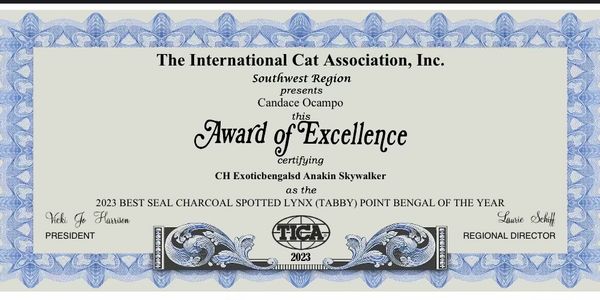 Purebred award winning show quality Bengal kittens for sale in Escondido and Bengal cats for sale in