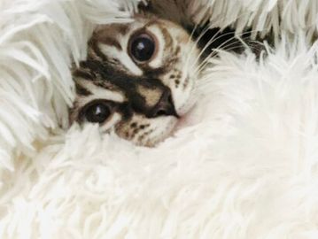 Bengal cats for sale in California. Silver, snow or brown Bengal kittens for sale in San Diego