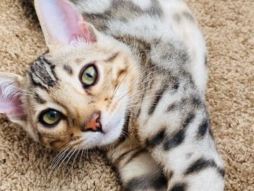 purebred brown Bengal kittens for sale by Exotic Bengals of San Diego