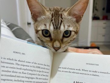 Beautiful silver & snow Bengal kittens for sale in Southern California - Exotic Bengals of San Diego