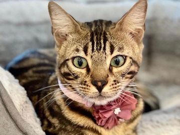 Golden Brown Bengal kittens for sale by Exotic Bengals of San Diego