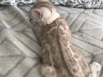 snow lynx and snow mink Bengal kittens for sale by Exotic Bengals of San Diego