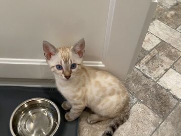 cute purebred snow lynx Bengal kittens for sale in Southern California - Exotic Bengals of San Diego