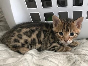 We well purebred brown, silver, and snow Bengal kittens for sale in San Diego and South California