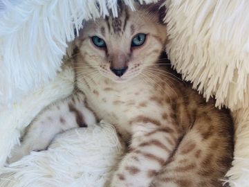 snow lynx and snow mink Bengal kittens for sale by Exotic Bengals of San Diego