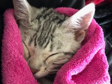 Bengal kittens for sale by Exotic Bengals of San Diego. You can post your Bengal kitten here too.