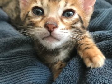 Adorable purebred brown Bengal kittens for sale in Southern California - Exotic Bengals of San Diego
