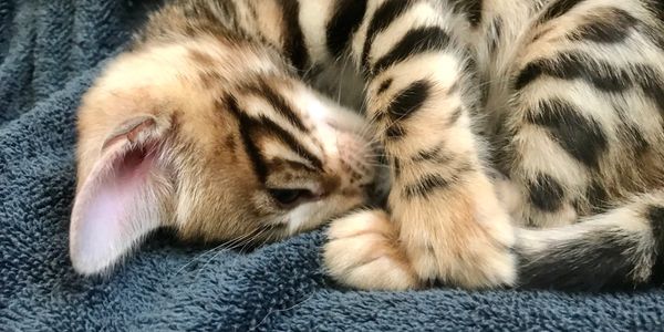 Brown, silver, snow lynx & charcoal Bengal kittens for sale in San Diego, California. Purebred