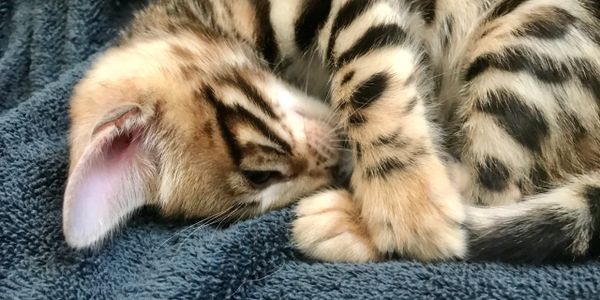 Brown, silver, snow lynx & charcoal Bengal kittens for sale in San Diego, California. Purebred 