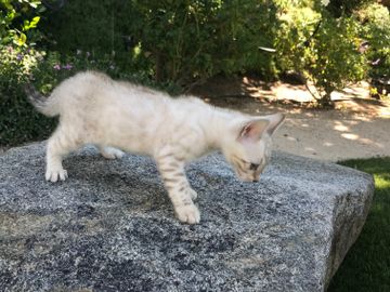Beautiful silver & snow Bengal kittens for sale in Southern California - Exotic Bengals of San Diego