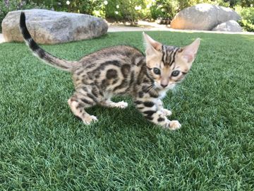 Golden Brown Bengal kittens for sale by Exotic Bengals of San Diego #ExoticBengalsOfSanDiego