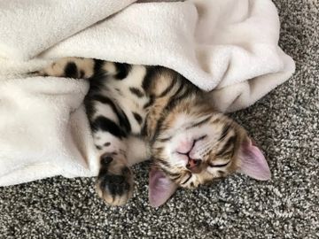 Exotic Bengals of San Diego breeds for personality above all. These Bengal kittens are sweet & fun.