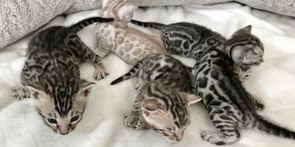 These Bengal Kittens are only a few weeks, but their pelts are blooming into rosettes already! 