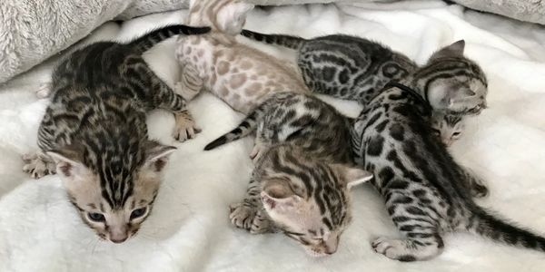 These Bengal Kittens are only a few weeks, but their pelts are blooming into rosettes already!