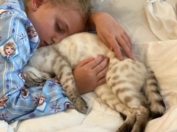 snow lynx and snow mink Bengal kittens for sale by Exotic Bengals of San Diego