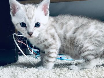 Seal Mink Bengal Kitten from Exotic Bengal Kittens of San Diego. Get your Bengal kitten from us now!