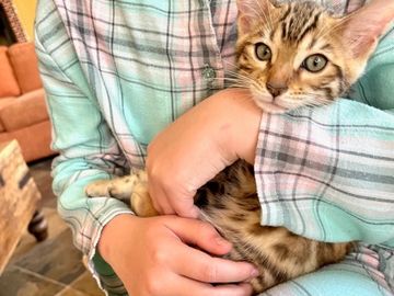 cute brown or snow lynx Bengal kittens for sale in Southern California - Exotic Bengals of San Diego