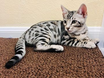 Bengal kittens for sale by Exotic Bengals of San Diego. You can post your Bengal kitten here too.